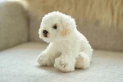 Bearington Lil' Bisquit Plush Labradoodle Stuffed Animal Puppy Dog, 6.5 Inch -Cheap Toy Store GUEST 47feddc5 a958 4432 942c 514f2bba4c41