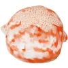 Squishmallows 16 Inch Plush | Livvy The Tie-Dye Starfish 1 Squishmallows 16 Inch Plush | Livvy The Tie-Dye Starfish -Cheap Toy Store GUEST 77a6dd46 17ac 4e1e 8064 6a5780be02b9